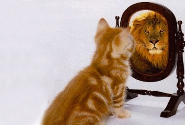 Cat sees lion in the mirror